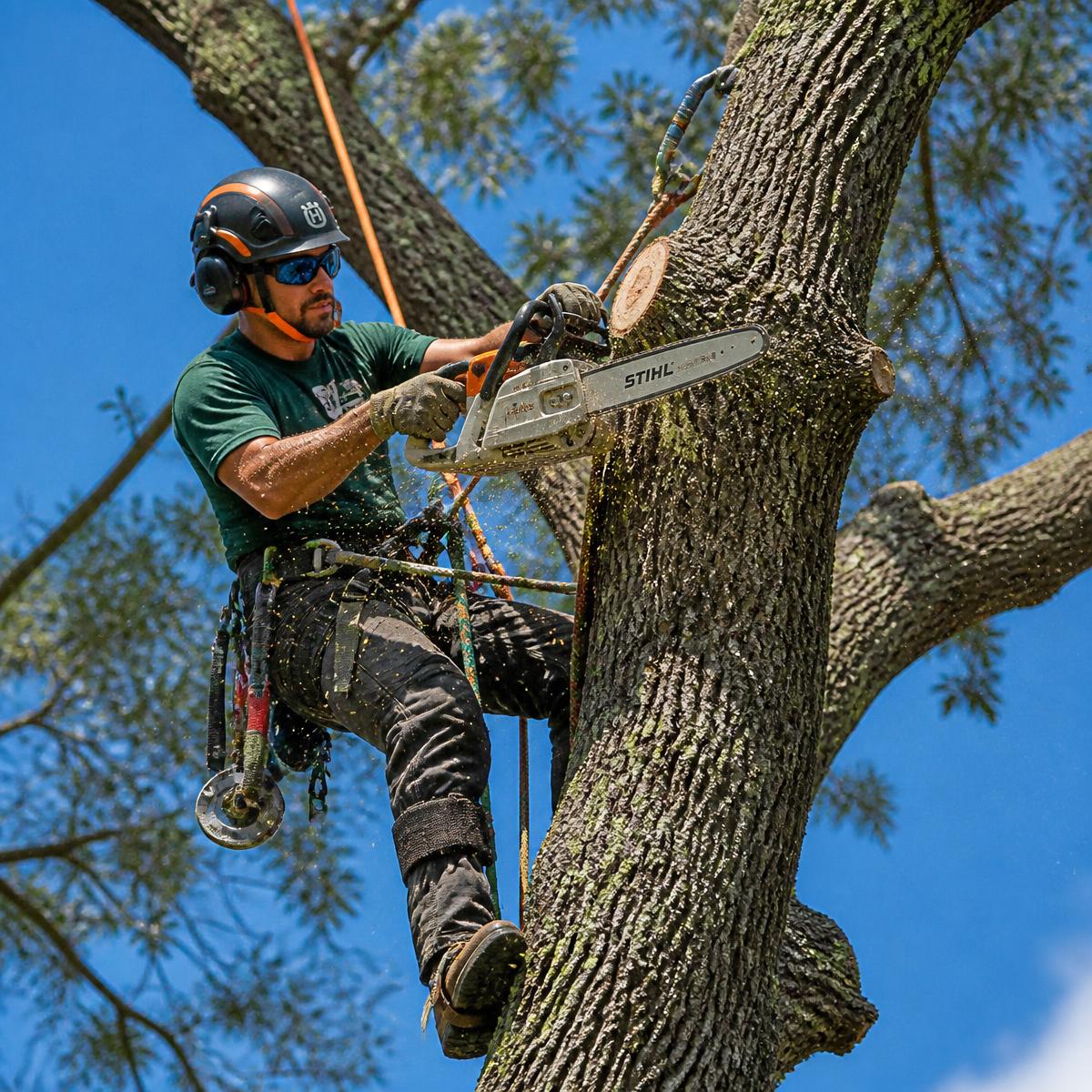 Professional arborist trimming a tree